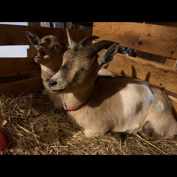 Meet your Posher, Stephanie - Picture 1 of 1